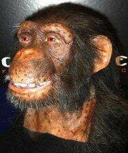 wowweealivechimpanzee.jpg